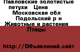Павловские золотистые петухи › Цена ­ 2 000 - Московская обл., Подольский р-н Животные и растения » Птицы   